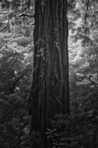 Among Giants VII jpg